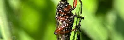 Attēlu rezultāti vaicājumam “Bibionidae female”