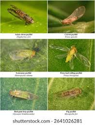 Attēlu rezultāti vaicājumam “Trioza dispar”