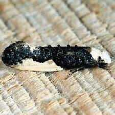 Attēlu rezultāti vaicājumam “Monopis monachella”