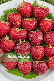 Attēlu rezultāti vaicājumam “Fragaria x ananassa fruit”