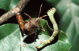 Attēlu rezultāti vaicājumam “Picromerus bidens”