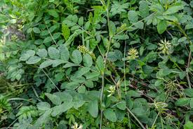 Attēlu rezultāti vaicājumam “Astragalus danicus leaf”