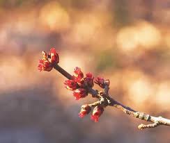 Attēlu rezultāti vaicājumam “Acer saccharinum flower”