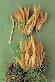 Attēlu rezultāti vaicājumam “Clavaria fumosa”