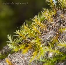 Attēlu rezultāti vaicājumam “Campylium, Campyliadelphus”