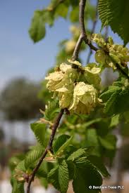 Attēlu rezultāti vaicājumam “Ulmus glabra flower”
