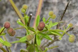 Attēlu rezultāti vaicājumam “Galium aparine fruit”