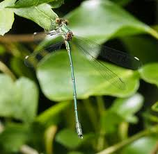 Attēlu rezultāti vaicājumam “Chalcolestes viridis”