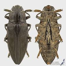 Attēlu rezultāti vaicājumam “Chalcophora mariana”