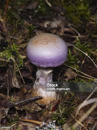 Attēlu rezultāti vaicājumam “Cortinarius traganus”