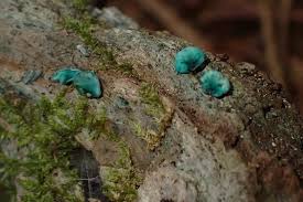 Attēlu rezultāti vaicājumam “Chlorociboria aeruginascens”