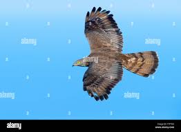 Attēlu rezultāti vaicājumam “Pernis apivorus”