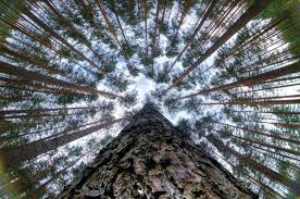 Image result for perspective photography