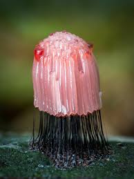 Attēlu rezultāti vaicājumam “Stemonitis flavogenita”