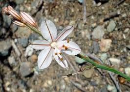 Image result for Asphodelus fistulosus