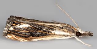 Attēlu rezultāti vaicājumam “Catoptria verellus”