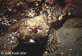 Image result for Myoxocephalus scorpioides