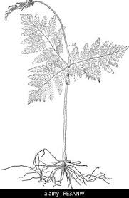 Attēlu rezultāti vaicājumam “Botrychium virginianum”