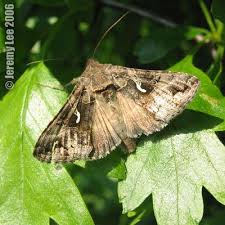 Attēlu rezultāti vaicājumam “Autographa gamma”