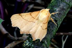 Attēlu rezultāti vaicājumam “Ennomos erosaria”