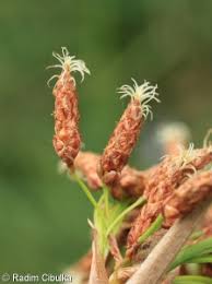 Attēlu rezultāti vaicājumam “Schoenoplectus lacustris subsp. glaucus”