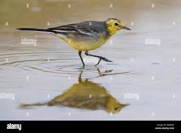 Attēlu rezultāti vaicājumam “Motacilla citreola male”