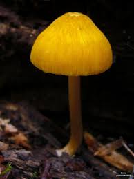 Attēlu rezultāti vaicājumam “Pluteus leoninus”