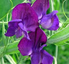 Attēlu rezultāti vaicājumam “Lathyrus niger”