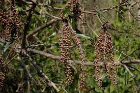Attēlu rezultāti vaicājumam “Symphytocarpus trechisporus sessile”