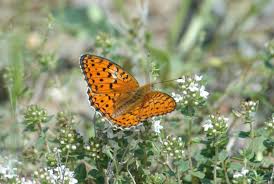 Attēlu rezultāti vaicājumam “Argynnis niobe underside”