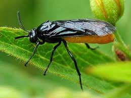 Attēlu rezultāti vaicājumam “Argidae”