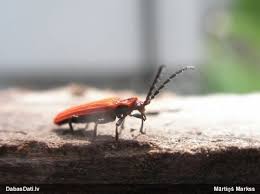 Attēlu rezultāti vaicājumam “Lopheros rubens”