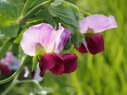 Attēlu rezultāti vaicājumam “Pisum sativum flower”