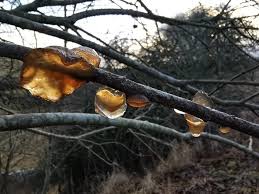 Attēlu rezultāti vaicājumam “Exidia repanda”