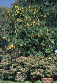 Attēlu rezultāti vaicājumam “Laburnum alpinum fruit”