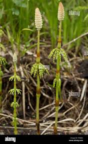 Attēlu rezultāti vaicājumam “Equisetum sylvaticum”