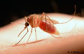 Attēlu rezultāti vaicājumam “Culex pipiens female”