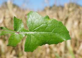Attēlu rezultāti vaicājumam “Saussurea esthonica leaf”
