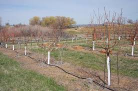 Attēlu rezultāti vaicājumam “Libanotis montana fruit”