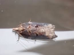 Attēlu rezultāti vaicājumam “Acleris cristana”