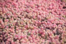 Attēlu rezultāti vaicājumam “Sedum hispanicum fruit”