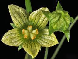 Attēlu rezultāti vaicājumam “Bryonia alba leaf”