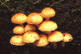 Attēlu rezultāti vaicājumam “Pholiota heteroclita”