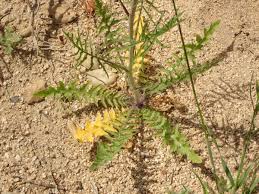 Attēlu rezultāti vaicājumam “Sisymbrium altissimum”