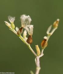 Attēlu rezultāti vaicājumam “Valeriana officinalis bud”