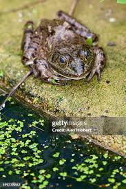 Attēlu rezultāti vaicājumam “Pelophylax adult”