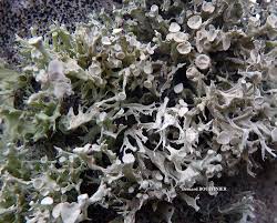 Attēlu rezultāti vaicājumam “Ramalina fastigiata”