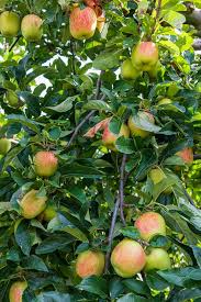 Attēlu rezultāti vaicājumam “Malus”