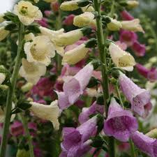 Image result for Digitalis purpurea