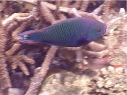 Image result for Scarus niger